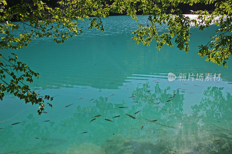 克罗地亚Plitvice湖国家公园。风景摄影的梯级湖泊与绿松石水，鱼和绿色的树在前景。
