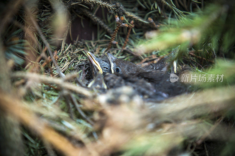 窝里的小黑鸟