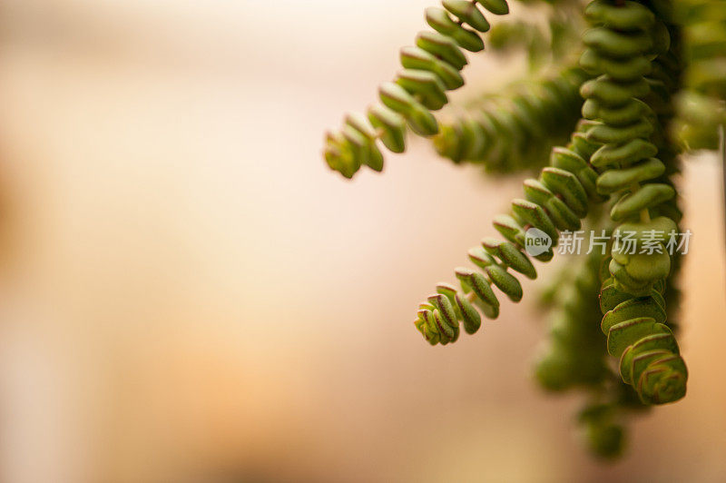 绿色肉质植物的挂叶