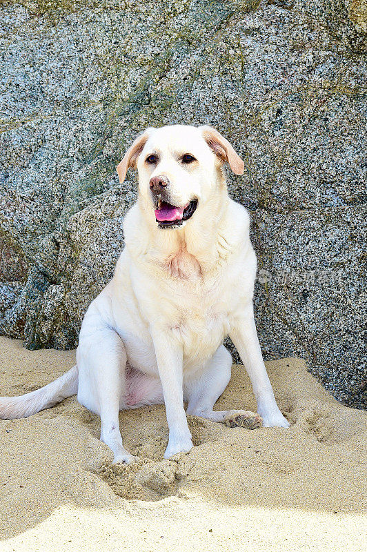 海滩上的拉布拉多寻回犬