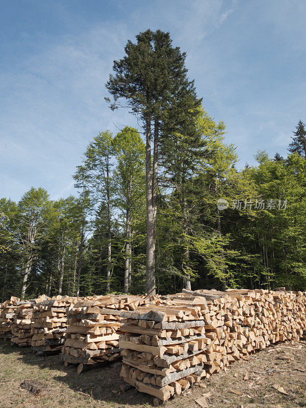 森林中的木材砍伐