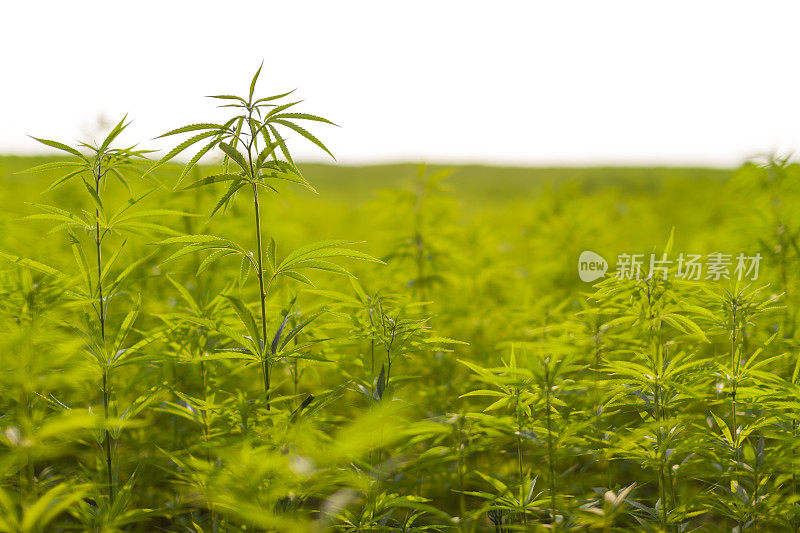 大麻种植园