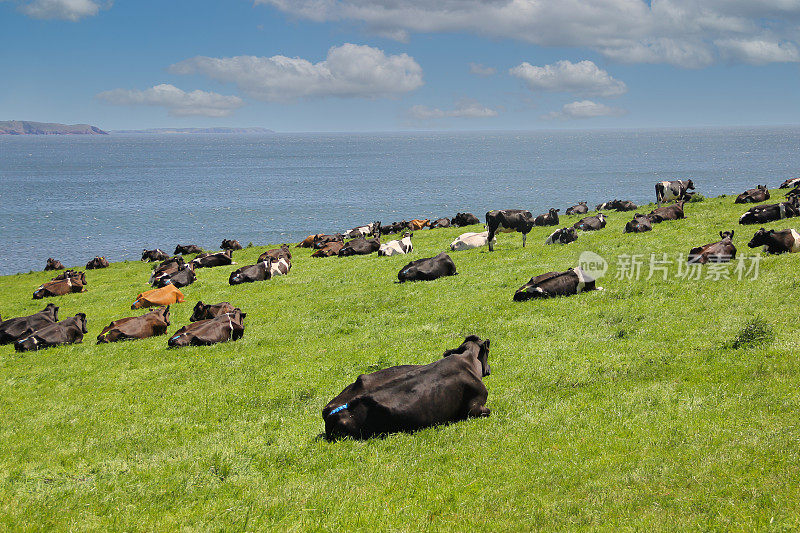 彭布罗克郡悬崖边的草地上躺着一大群奶牛，俯瞰着大海，看起来就像在草地上晒太阳。