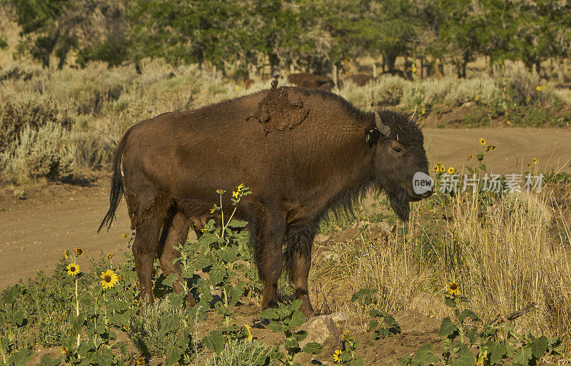 美丽的美洲野牛
美国犹他州盐湖城附近的羚羊岛州立公园