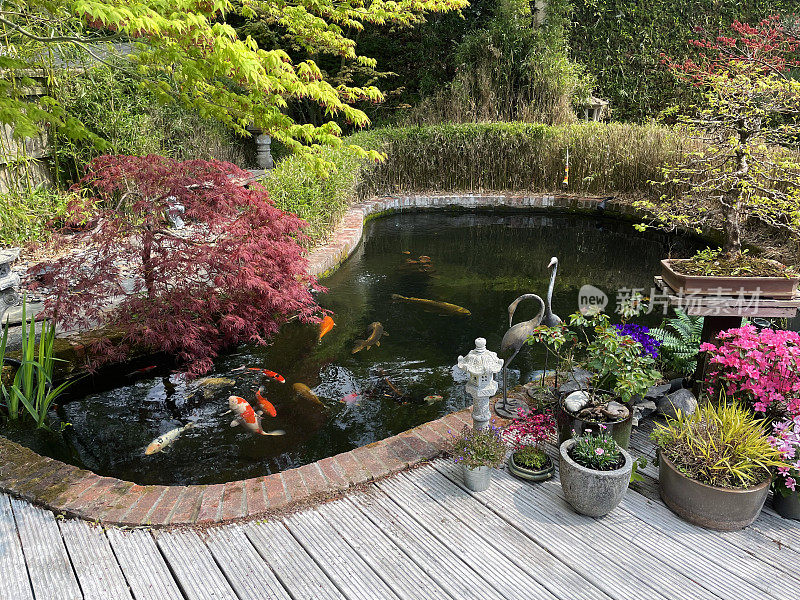 特写图像阳光明媚的日本花园和鲤鱼池游泳，装饰木材露台，枫树槭树，竹子，盆栽植物，观赏性草，日本花岗岩灯笼，盆景树和树篱背景