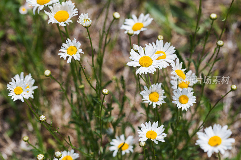 野花雏菊