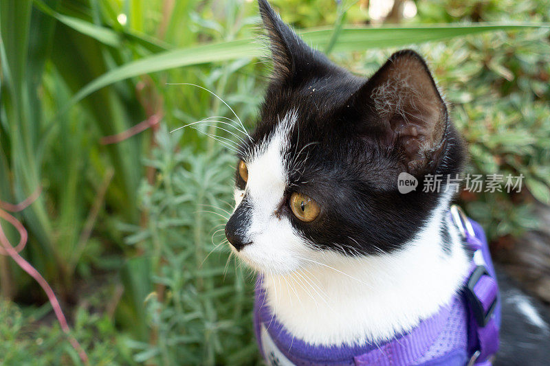 漂亮的黑白相间的小猫咪，大眼睛，第一次在户外探险，戴上安全带，确保安全，容易被逮住。
