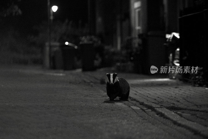 夜晚的城市獾黑白相间