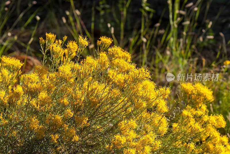 橡胶Rabbitbrush