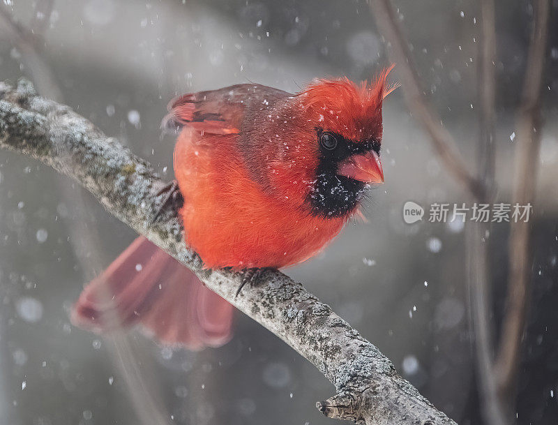 红衣主教在暴风雪