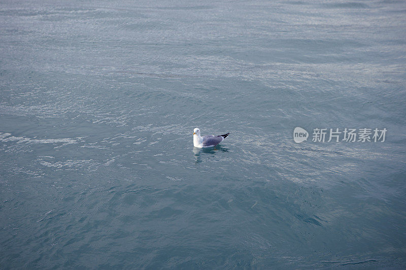 孤独的海鸥在海里游泳