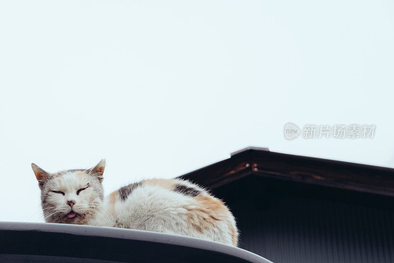 一只伸出舌头睡觉的老白花猫的形象