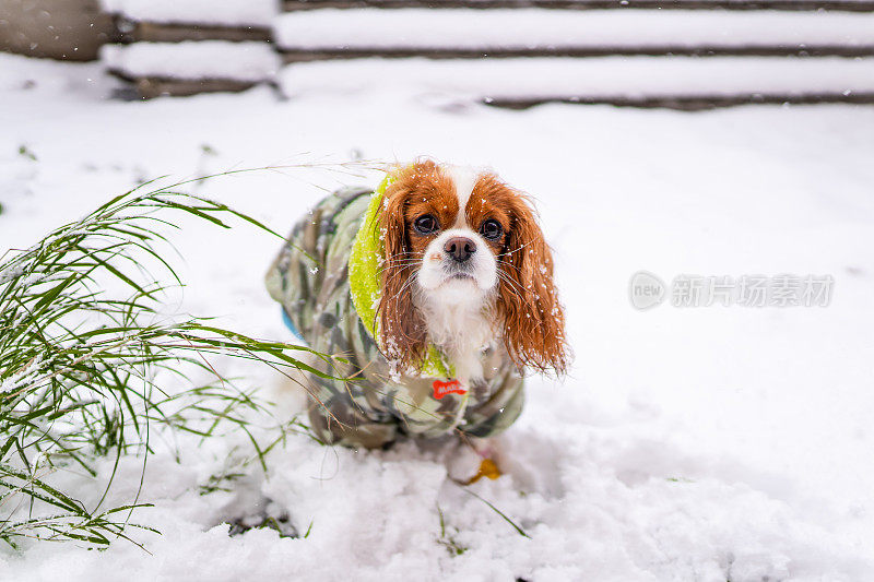 年轻的骑士查理国王猎犬穿着冬装在雪地里玩耍