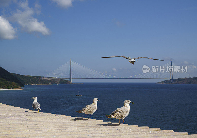 海鸥与亚乌兹苏丹塞利姆桥的背景。土耳其伊斯坦布尔