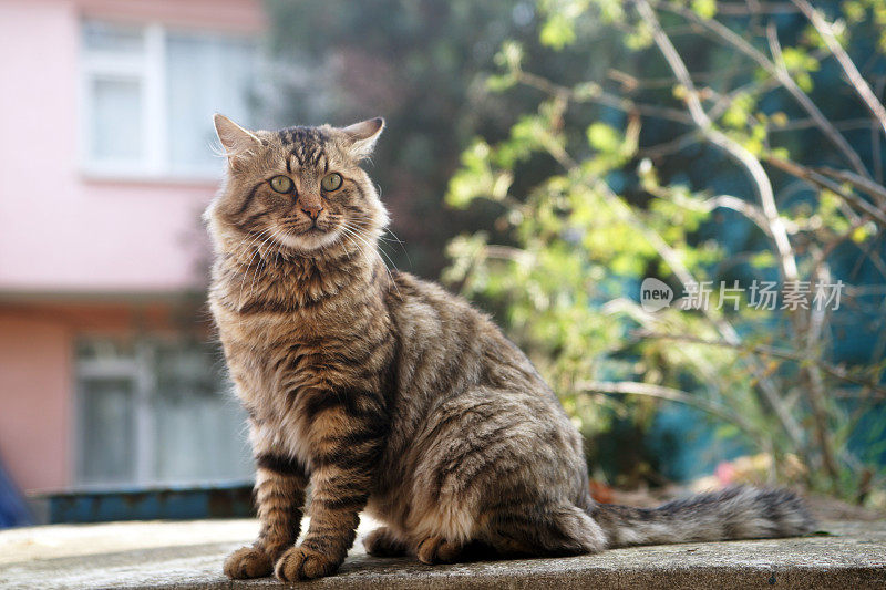 只流浪猫