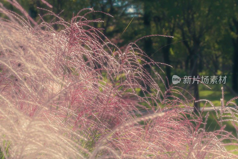 春天的草地。自然背景。花和植物。