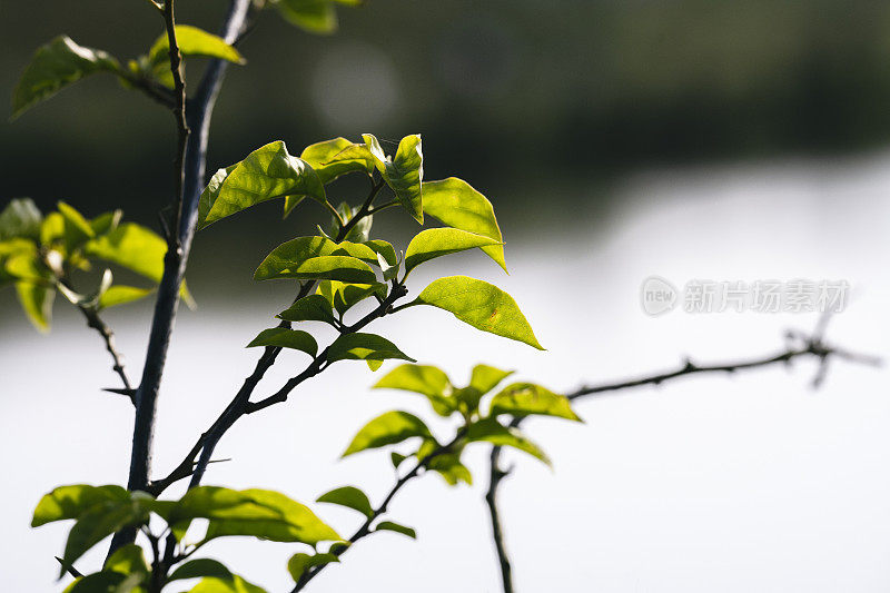 秋高气爽的天气，成都阳光明媚的树叶