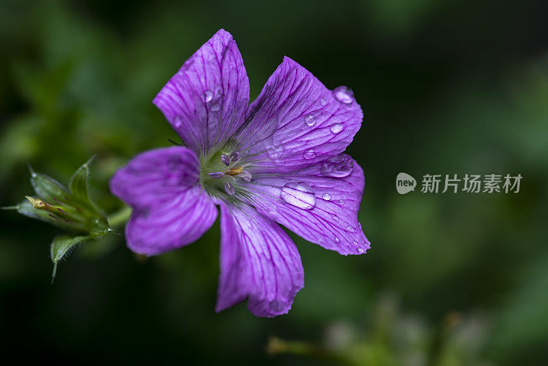 鹤嘴草在雨中绽放