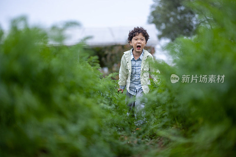 男孩在农田里摘东西