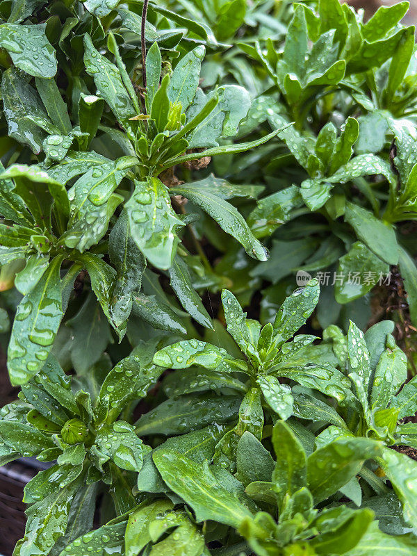 被雨滴覆盖的绿色花园植物。