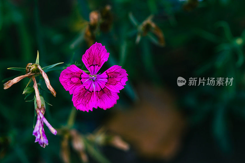 春天花园的花。自然公园景观。绿叶植物背景。