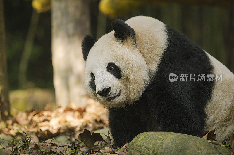 清晨，成都大熊猫