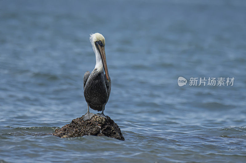 褐鹈鹕