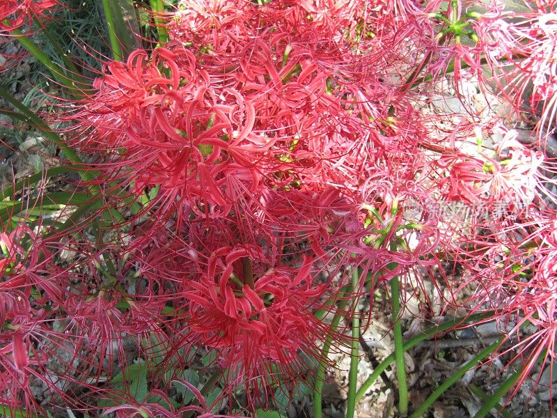 日本。9月。太阳在石蒜花上嬉戏。