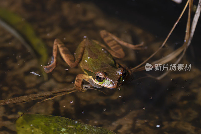 戴面具的树蛙