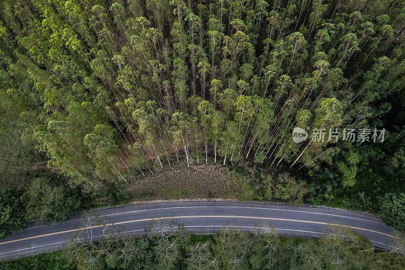 路边桉树种植园的鸟瞰图