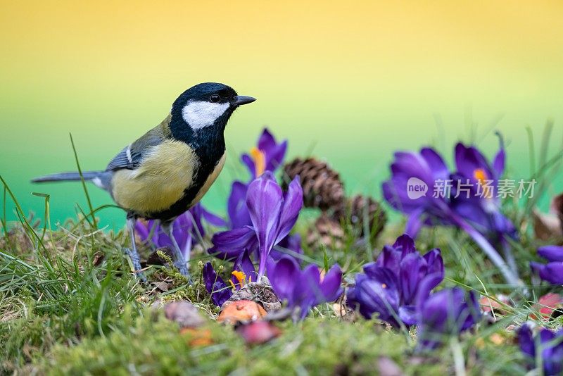 大山雀和番红花