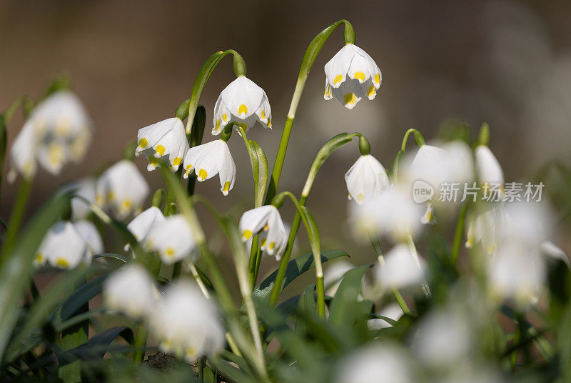 春天的雪花