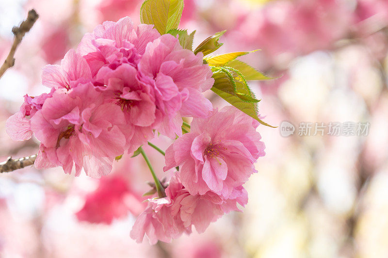 樱花特写(satozakura)