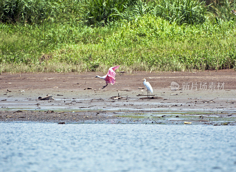 玫瑰色琵鹭和大白鹭在河岸，塔克尔斯河，尼科亚湾，哥斯达黎加