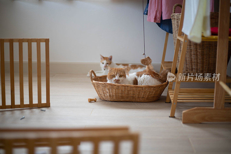 有趣的白色和橙色的猫在家里的卧室的篮子里