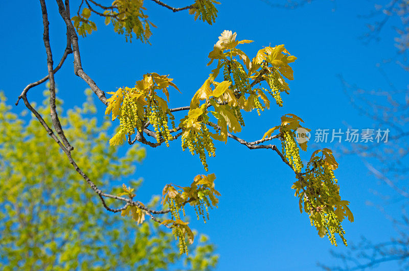 美丽的春天的橡树枝柳絮和绿色的叶子特写在蓝色的天空