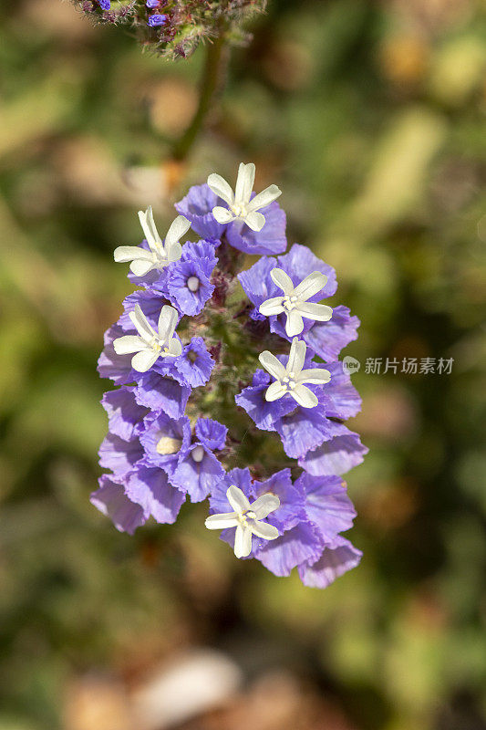 垂直特写拍摄成盐和耐旱波叶海薰衣草花头与无焦点绿叶在背景