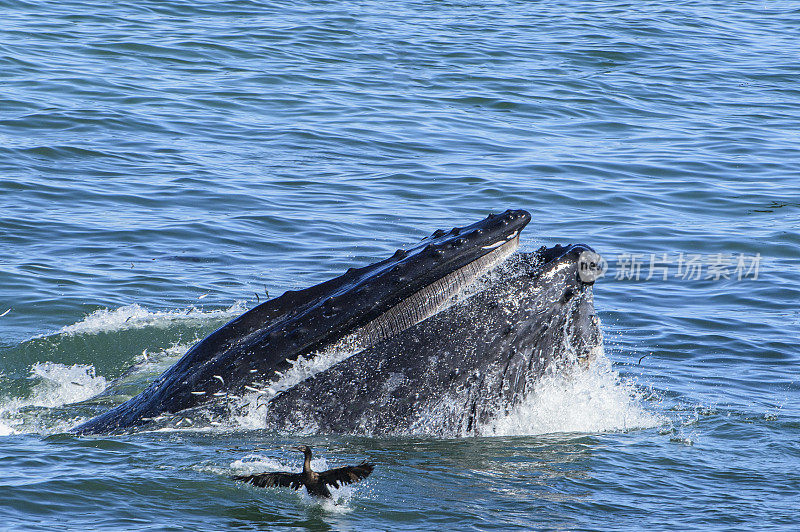 座头鲸在捕食一群鳀鱼