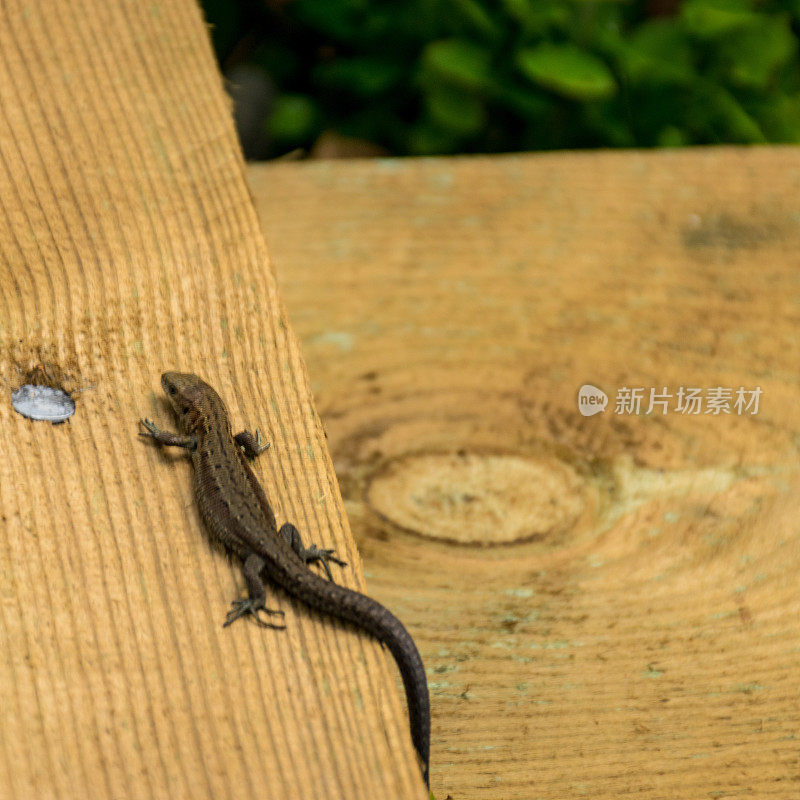 沼泽里的一只蜥蜴站在木制的人行天桥上