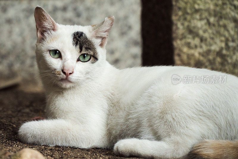一张可爱的脸的白猫放松的图像