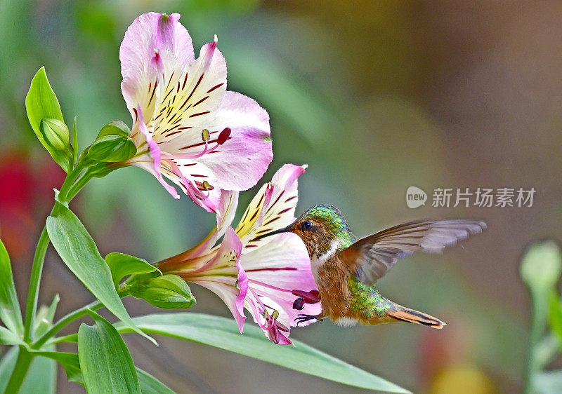 雌性闪闪发光的蜂鸟靠近一朵花