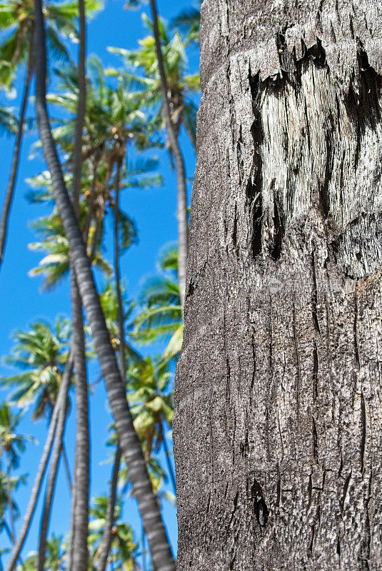 在美丽的夏威夷莫洛凯岛上的卡普埃瓦椰林的树干细节