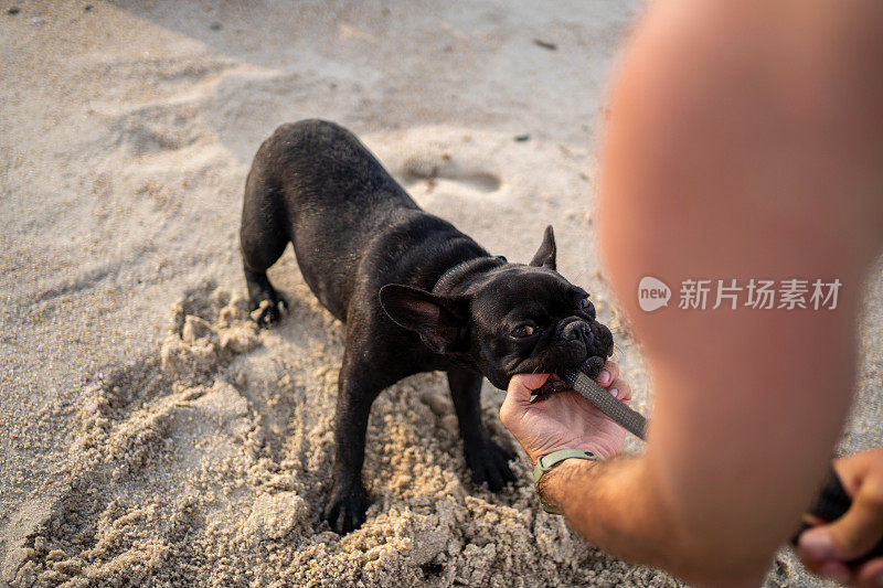 小法国斗牛犬在海滩上咬皮带玩得很开心