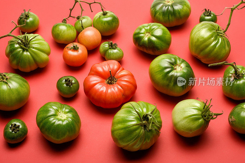红色背景上的西红柿。番茄品种