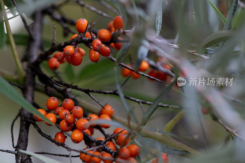 秋天的沙棘浆果