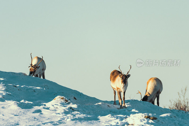 冬季，挪威北部的驯鹿在雪地里吃草