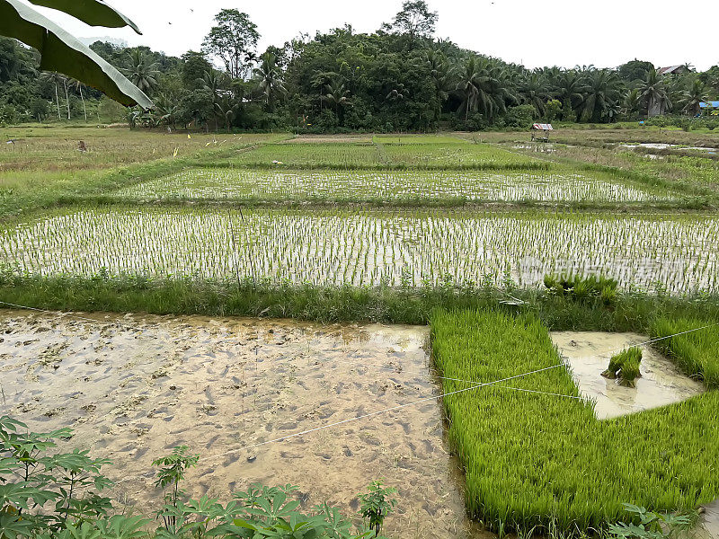 稻田里的各种绿色植物