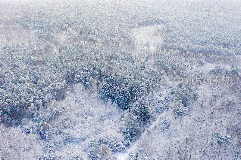 覆盖着雪的混交林鸟瞰图。