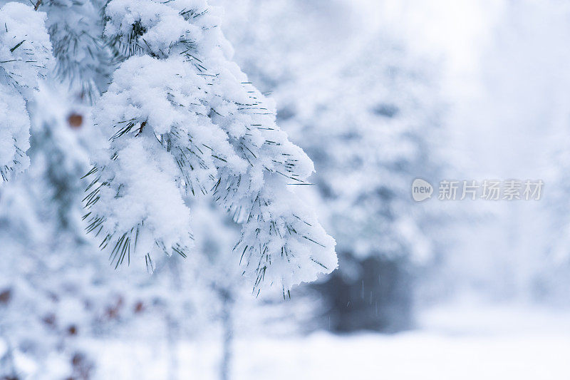 冬天的景象——覆盖着积雪的冰冻松枝。森林里的冬天