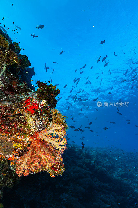 软珊瑚美丽的珊瑚礁悬垂，帕劳，密克罗尼西亚